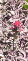 Castilleja arvensis arvensis