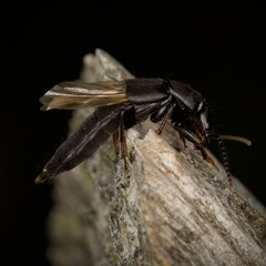 Tasgius melanarius