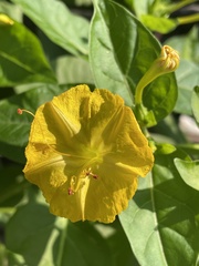 Mirabilis