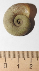 Planorbarius corneus