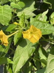 Mirabilis