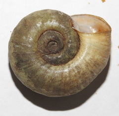 Planorbarius corneus
