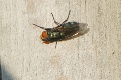 Cochliomyia