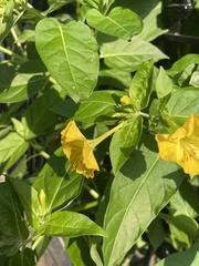 Mirabilis