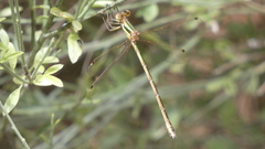 Lestes barbarus