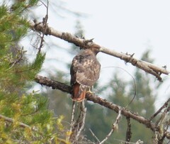 Buteo jamaicensis calurus