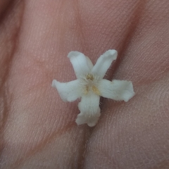 Nyctanthes arbor-tristis