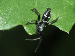 Aphantaulax cincta