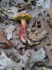 Baorangia