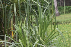 Pandanus odorifer