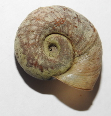 Planorbarius corneus