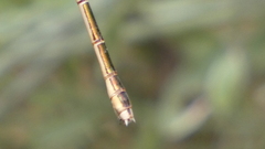 Lestes barbarus
