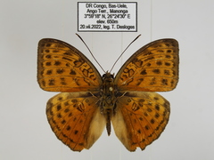 Bebearia zonara