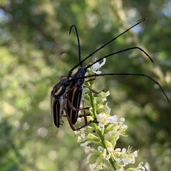 Sphaenothecus bilineatus