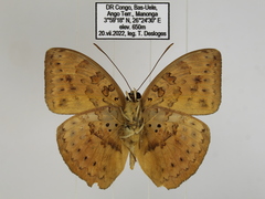 Bebearia zonara