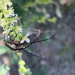 Sphaenothecus bilineatus