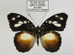Aterica galene extensa