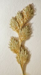 Carex bicknellii