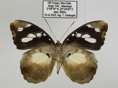 Aterica galene extensa