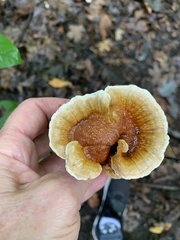 Ganoderma