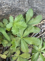 Potentilla simplex
