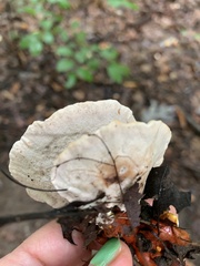 Ganoderma