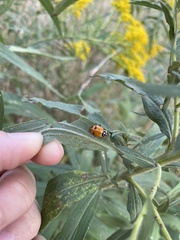 Hippodamia glacialis