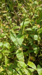Murdannia keisak