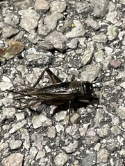 Gryllus texensis
