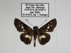 Andronymus caesar philander