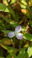 Murdannia keisak