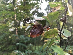 Larinioides cornutus