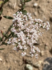 Eriogonum microtheca