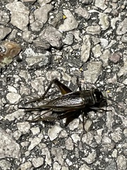 Gryllus texensis