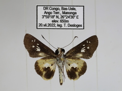 Andronymus caesar philander