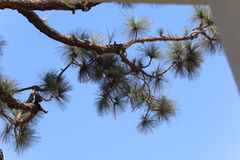 Pinus canariensis
