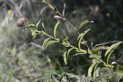 Pentanema spiraeifolium