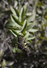 Pentanema spiraeifolium