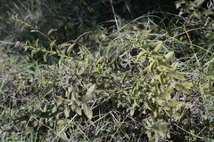 Pentanema spiraeifolium