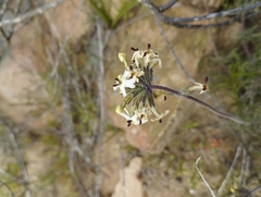 Glandularia sulphurea