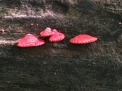 Crepidotus cinnabarinus