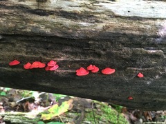 Crepidotus cinnabarinus