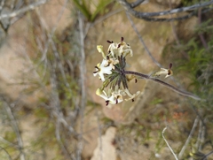 Glandularia sulphurea