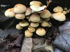 Hypholoma subviride