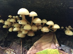Hypholoma subviride