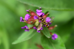 Meliscaeva cinctella