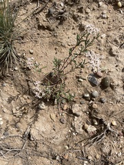 Eriogonum microtheca