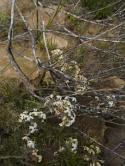 Glandularia sulphurea