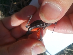 Psophus stridulus