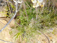 Glandularia sulphurea
